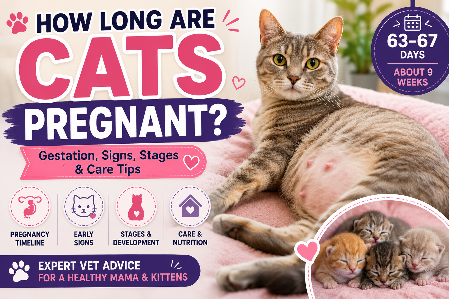 How Long Are Cats Pregnant?